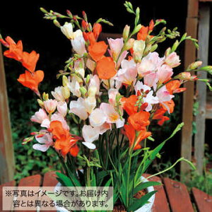  ggjA ~bNX 20y^LCczHA