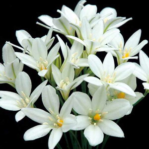  geCA yhDNX 10y^LCczHA