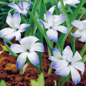  eRtBA@Cqgj[ 2y^LCczHA