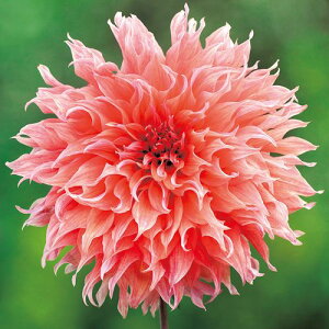 y\z ֍炫_AEVU 1y^LCcztA