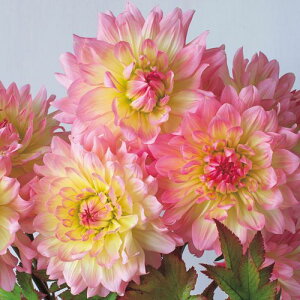 y\z ֍炫_AE[c 1y^LCcztA