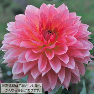 y\z ֍炫_AEm[usN 1y^LCcztA