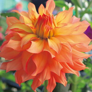 y\z ֍炫_AEziЂ悭j 1y^LCcztA