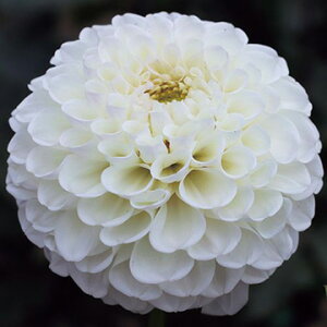 y\z {[炫_AE}V} 1y^LCcztA