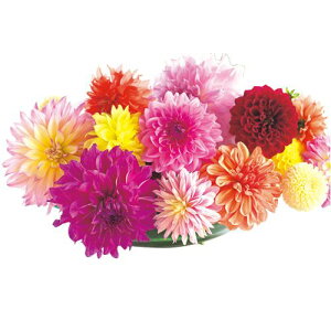 y\z _AE@~bNX 5y^LCcztA