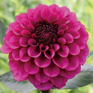 y\z ֍炫_AEX^[[iCg 1y^LCcztA