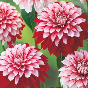 �y�\��z���� ���֍炫�_���A�E���i�䂢�j 1���y�^�L�C��c�����z�t�A��