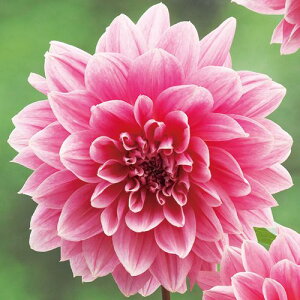 y\z ֍炫_AEVPiĂЁj 1y^LCcztA