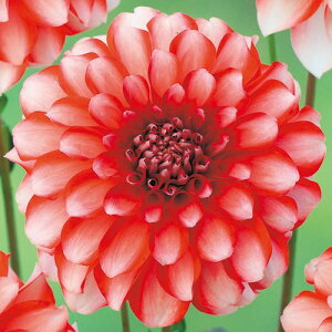 y\z ֍炫_AEXgx[[X 1y^LCcztA