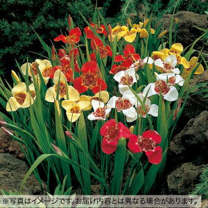 y\z `OWA ~bNX 20y^LCcztA