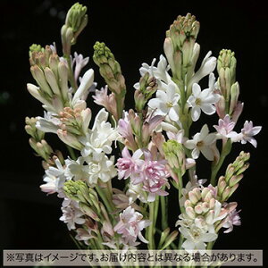 y\z `[x[Y@~bNX 6y^LCcztA