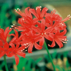 楽天市場 ネリネ の 花の通販