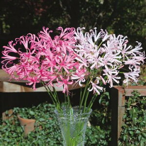 y\z llECUxxX^@~bNX 2y^LCcztA