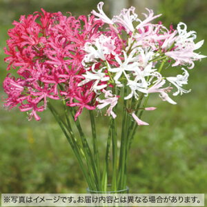 球根 ネリネの人気商品 通販 価格比較 価格 Com 球根 ネリネの人気商品 通販 価格比較 価格 Com