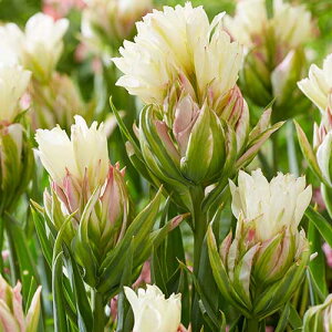  `[bv ~Xe[o[ 4y^LCczHA