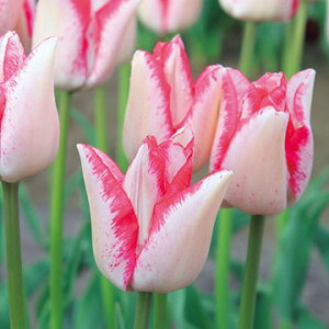  `[bvEr[eBgh 4y^LCczHA