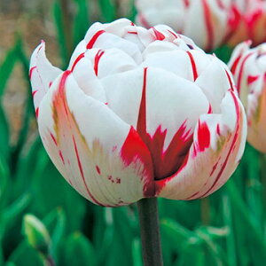  `[bvEJ[jofiCX 4y^LCczHA