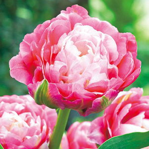  `[bvE_uVK[ 4y^LCczHA