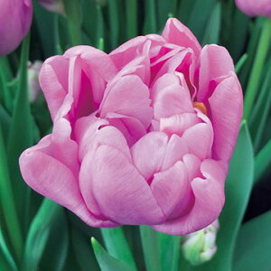 y\z Ⓚ`[bv ⓀLbNX^[g 3|bgy^LCczHA