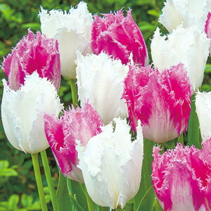  `[bvEm[hACfnEXe{X 10y^LCczHA