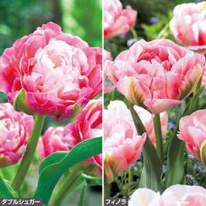  AWFP`[bv Zbg 1gy^LCczHA