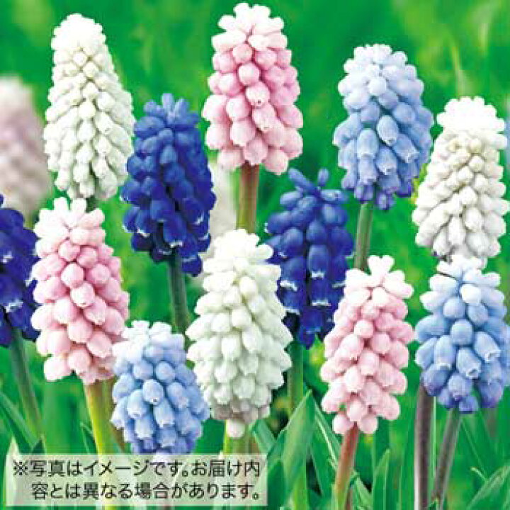 楽天市場 タキイ種苗 球根 ムスカリ スーパー ミックス 30球入 タネのタキイ 楽天市場店 楽天市場 タキイ種苗 球根 ムスカリ スーパー ミックス 30球入 タネのタキイ 楽天市場店