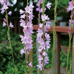  bg\jA }Wi[^sN 10y^LCczHA