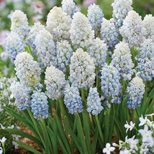  XJ lC`[Yr[eB[ 10y^LCczHA