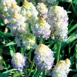  XJ _u}WbN 10y^LCczHA