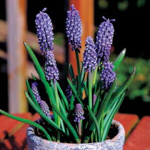  XJ iCgACY 20y^LCczHA