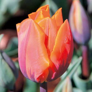 y\z Ⓚ`[bv ⓀvZXC[l 3|bgy^LCczHA