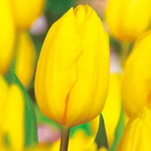 y\z Ⓚ`[bv ⓀXgOS[h 3|bgy^LCczHA