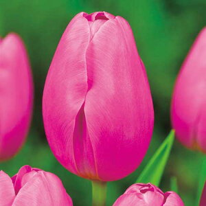 y\z Ⓚ`[bv ⓀsNcCXg 3|bgy^LCczHA