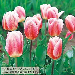y\z `[bv 50l /F 50y^LCczHA
