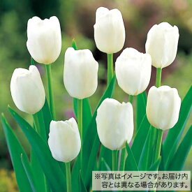 【予約】球根 チューリップ 50球詰め 白色種 50球【タキイ種苗公式】秋植え