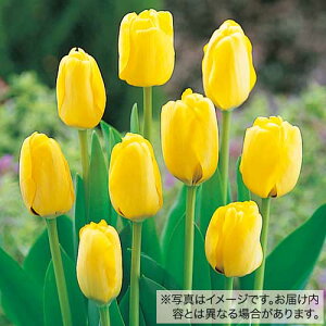 y\z `[bv 50l F 50y^LCczHA