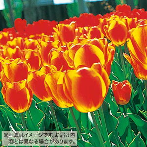  `[bv 50l /F 50y^LCczHA