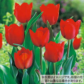 球根 チューリップ 50球詰め 赤色種 50球【タキイ種苗公式】秋植え