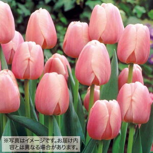  `[bv 50l F 50y^LCczHA