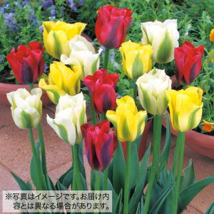  O[炫`[bv ~bNX 15y^LCczHA