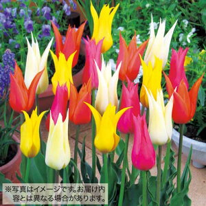  S炫`[bv ~bNX 15y^LCczHA