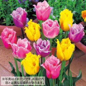  tW炫`[bv ~bNX 15y^LCczHA