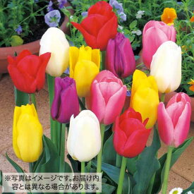 楽天市場 チューリップ 球根の通販