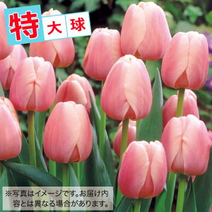  `[bv勅 F 20y^LCczHA