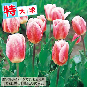  `[bv勅 /F 20y^LCczHA