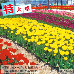  `[bv勅 ܂~bNX 20y^LCczHA