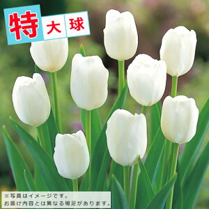  `[bv勅 F 20y^LCczHA