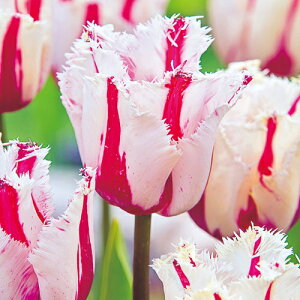  `[bvEo[jO[t@C[ 4y^LCczHA