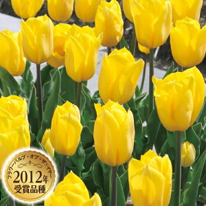  `[bv XgOS[h 4y^LCczHA