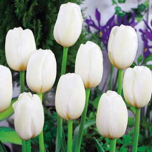  `[bv yCYoX 4y^LCczHA